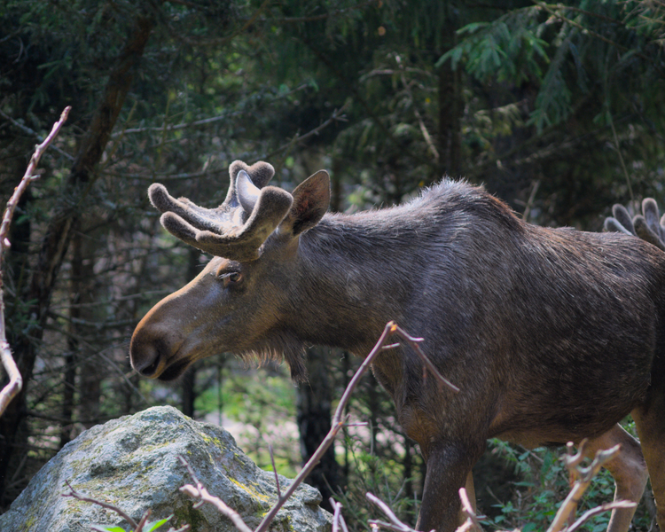 Préparer l'environnement - Chevreuil