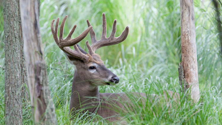 La saison de la chasse