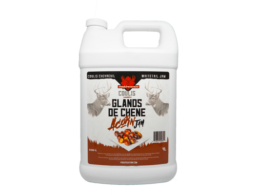 Coulis - Glands de chêne