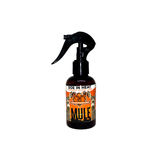 SEXUAL LURE - Doe in Heat - Mule Deer